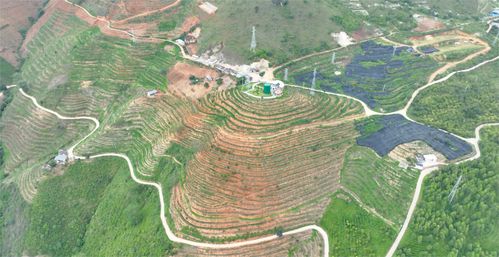 品怒江精品咖啡 享峡谷惬意生活