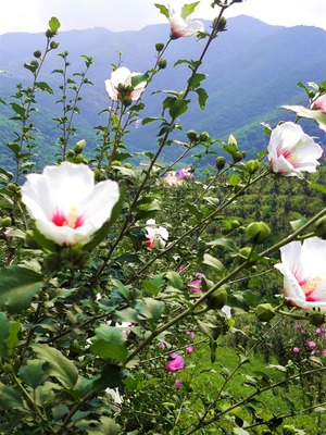 八月桂花遍地香,九月格桑开满山