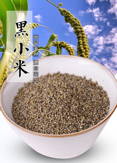 桃河谷绿色无公害富硒黑小米：山西特产的健康新选择