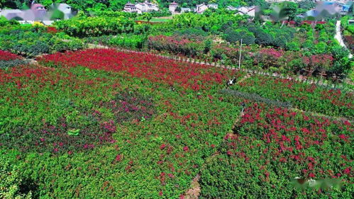 旅游扶贫,让好风景带来好光景