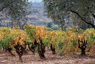 来自世界的新春有机问候 正谷进口食品卡亮相进博会金沙谷