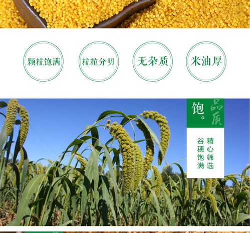 内蒙古田也红谷小米 鲜黄糯甜的草原绿色珍品